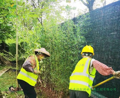 广州番禺露营基地绿化工程改造项目之罗汉竹种植部分已完成!