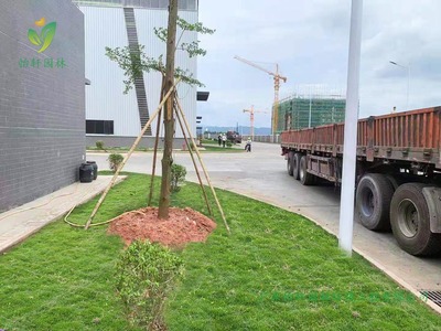 宝裕(佛山)再生资源高明新厂区绿化工程施工